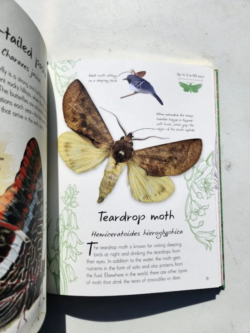 Anthology of Butterflies and Moths from Around the World Hardcover Book